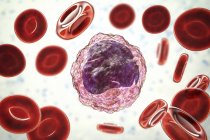 Моноцити білих кров'яних клітин в мазок крові, цифрова ілюстрація. — стокове фото