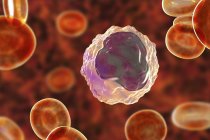 Monocytes globules blancs dans le frottis sanguin, illustration numérique
. — Photo de stock