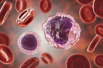 Monocytes et lymphocytes globules blancs dans le frottis sanguin, illustration numérique
. — Photo de stock