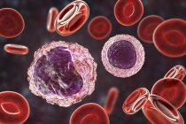 Monocitos y linfocitos glóbulos blancos en frotis de sangre, ilustración digital
. - foto de stock
