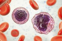 Monocytes et lymphocytes globules blancs dans le frottis sanguin, illustration numérique
. — Photo de stock