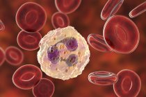 Globules blancs neutrophiles et globules rouges, illustration numérique
. — Photo de stock