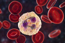 Neutrophil white blood cell and red blood cells, digital illustration. — Stock Photo