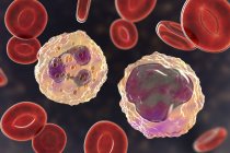 Neutrofili e monociti globuli bianchi nello striscio di sangue, illustrazione digitale . — Foto stock