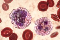 Glóbulos blancos de neutrófilos y monocitos en frotis de sangre, ilustración digital . - foto de stock