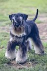 Black and silver miniature schnauzer standing on lawn. — Stock Photo