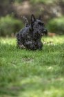 Active Scottish Terrier pedigree dog playing outdoors on green grass. — Stock Photo