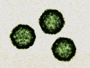 Particules de virus entérovirus Coxsackievirus, illustration numérique . — Photo de stock