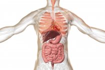 Ilustración de órganos internos masculinos del sistema respiratorio y digestivo
. - foto de stock