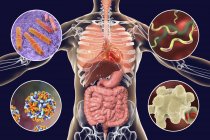 Цифровий ілюстрація бактерій, що викликають інфекції дихальних шляхів і травну системи, мікобактерії туберкульозу, Helicobacter pylori, гепатиту В, Entamoeba histolytica. — стокове фото
