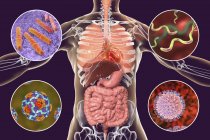 Ilustração digital mostrando bactérias causadoras de infecções do sistema respiratório e digestivo, Mycobacterium tuberculosis, Helicobacter pylori, Hepatite A, Rotavirus
. — Fotografia de Stock