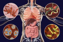 Digital illustration showing bacteria causing infections of respiratory and digestive system, Mycobacterium tuberculosis, Helicobacter pylori, Hepatitis B, Salmonella. — Stock Photo