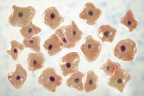 Плоскогубные эпителиевые клетки, соскребленные с человеческой щеки, цифровая иллюстрация . — стоковое фото
