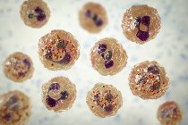 Illustration numérique montrant le liquide céphalorachidien contenant de nombreux neutrophiles atteints de la bactérie Neisseria meningitidis de méningite à méningocoque
. — Photo de stock