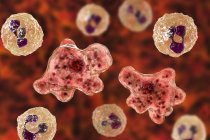 Naegleria fowleri amoeba dans le liquide céphalorachidien, illustration numérique
. — Photo de stock