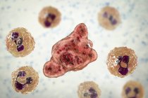 Naegleria fowleri amoeba nel liquido cerebrospinale, illustrazione digitale . — Foto stock