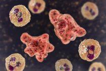 Naegleria fowleri amoeba в спинномозговой жидкости, цифровая иллюстрация
. — стоковое фото