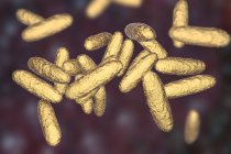 Illustration numérique de la bactérie Klebsiella granulomatis causant un ulcère génital en cas d'infection par donovanose . — Photo de stock