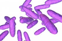 Ilustración digital de la bacteria Klebsiella granulomatis que causa úlcera genital en caso de infección por donovanosis
. - foto de stock