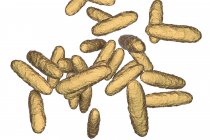 Цифрова ілюстрація бактерій Klebsiella Granulomatis, що спричиняють генітальну виразку при інфекції донованозу . — стокове фото