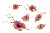 Trichomonas parasites oraux, illustration numérique . — Photo de stock
