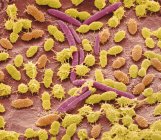 Сем мікрофотографія фекальних бактерій культурний від зразка людських фекалій. — стокове фото