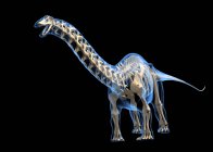 Brontosaurus-Skelett vor schwarzem Hintergrund, digitale Illustration. — Stockfoto