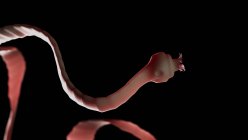 Digital illustration of intestinal parasitic tapeworm with suckers. — Stock Photo