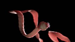 Illustrazione digitale di tenia parassita intestinale con polloni . — Foto stock