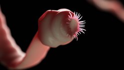 Ilustración digital de la cabeza parasitaria intestinal de lombriz solitaria con ventosas . - foto de stock