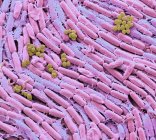 Micrographie électronique à balayage coloré de bactéries provenant de cultures de lait maternel . — Photo de stock