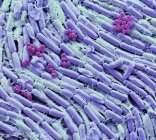 Кольорові мікрофотографія бактерії від культури грудне молоко. — стокове фото