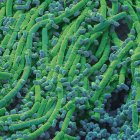 Soil bacteria, coloured scanning electron micrograph. — Stock Photo