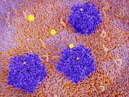 Иллюстрация пурпурных хлоридных каналов в клеточной мембране
. — стоковое фото