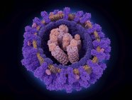 Illustrazione che mostra la struttura del virus influenzale
. — Foto stock