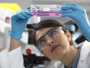 Female cell biologist examining flask containing stem cells cultivated in red growth medium. — Stock Photo