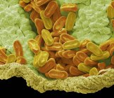 Цветной сканирующий электронный микрограф зерен пыльцы многолетнего растения Verbena bonariensis . — стоковое фото