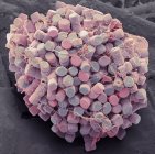 Micrografia eletrônica de varredura colorida de diatomáceas centradas em água doce frustulas tipo de algas . — Fotografia de Stock