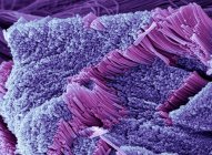 Tendon, micrographie électronique à balayage coloré montrant des faisceaux de fibres de collagène . — Photo de stock