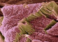 Tendine, micrografo elettronico a scansione colorata che mostra fasci di fibre di collagene . — Foto stock