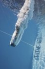 Nuoto subacqueo maschile con spruzzi subacquei dopo il salto atletico in piscina
. — Foto stock