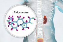 Illustration de la glande surrénale et modèle moléculaire de l'hormone stéroïde Aldostérone . — Photo de stock