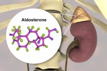 Иллюстрация надпочечников и молекулярной модели стероидного гормона альдостерона . — стоковое фото
