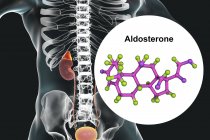 Ілюстрація надниркових залоз і молекулярна модель стероїдних гормонів Альдорону. — стокове фото