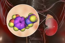 Illustration of adrenal gland and molecular structure of adrenaline. — Stock Photo