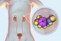 Digitale Illustration der Nebennieren im menschlichen Körper und des molekularen Modells des Adrenalins. — Stockfoto