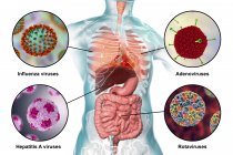 Humane pathogene Viren, die Atemwegs- und Darminfektionen verursachen, digitale Illustration. — Stockfoto