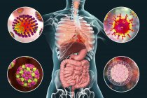 Патогенные вирусы человека, вызывающие респираторные и кишечные инфекции, цифровая иллюстрация
. — стоковое фото