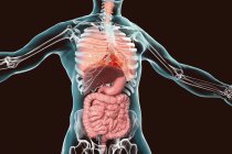Anatomie des menschlichen Körpers mit Atmungs- und Verdauungssystemen, digitale Illustration. — Stockfoto
