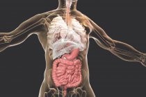 Анатомія людського тіла з підсвічуванням травної системи, цифрова ілюстрація. — стокове фото